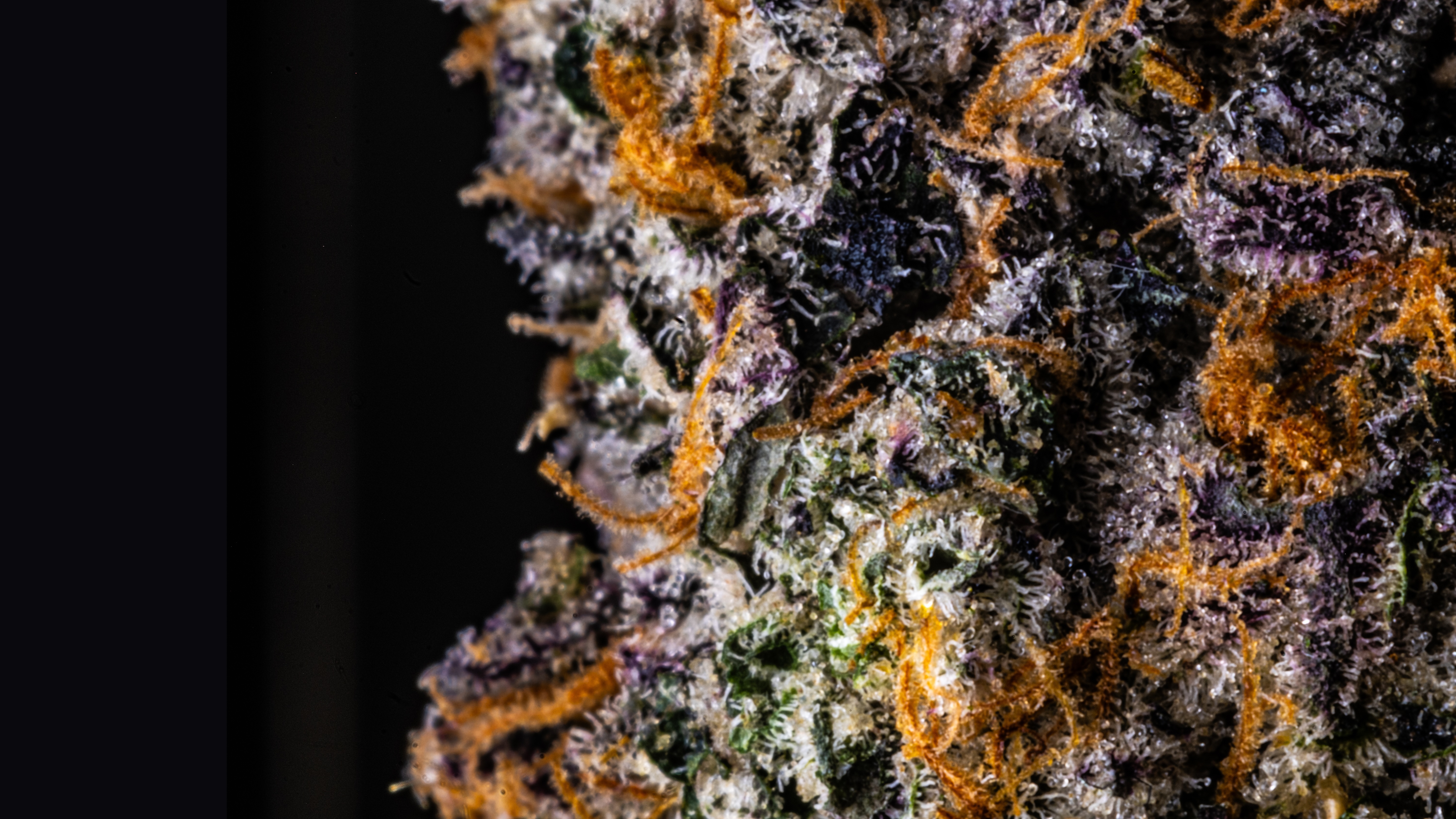 Aurora Farms Cannabis